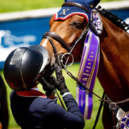 jumper horse and ribbon